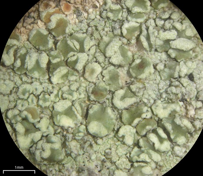 Lecanora strobilina
