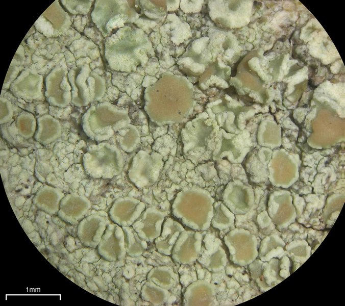 Lecanora strobilina