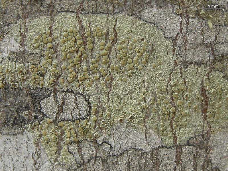 Lecanora strobilina