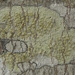 Lecanora strobilina