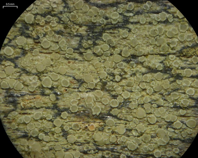 Lecanora strobilina