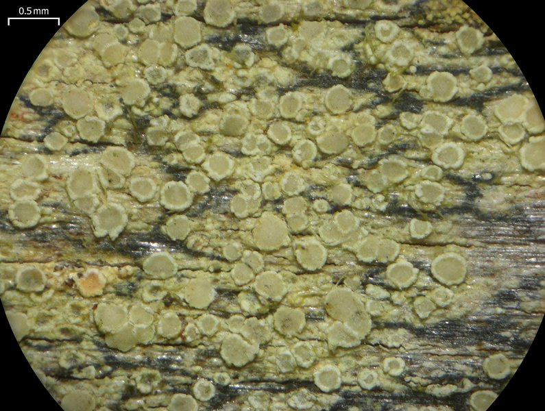 Lecanora strobilina
