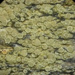 Lecanora strobilina