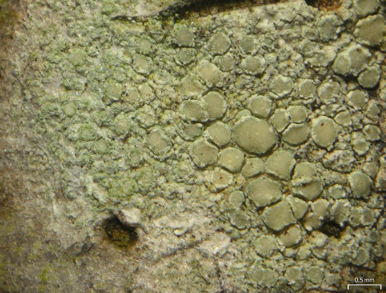 Lecanora strobilina