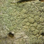 Lecanora strobilina