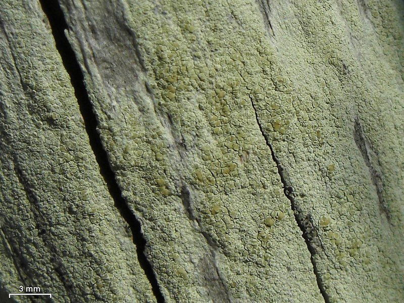 Lecanora strobilina