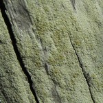 Lecanora strobilina