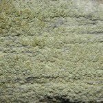 Lecanora strobilina