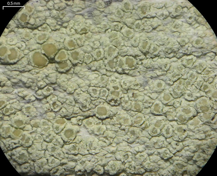 Lecanora strobilina