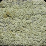 Lecanora strobilina