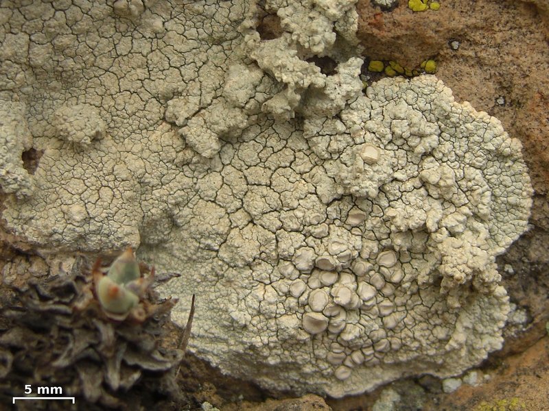 Lecanora subcarnea