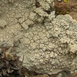 Lecanora subcarnea