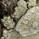 Lecanora subcarnea