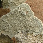 Lecanora subcarnea