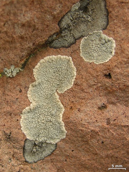 Lecanora subcarnea