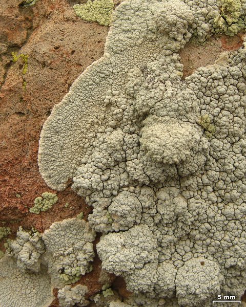 Lecanora subcarnea