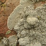 Lecanora subcarnea