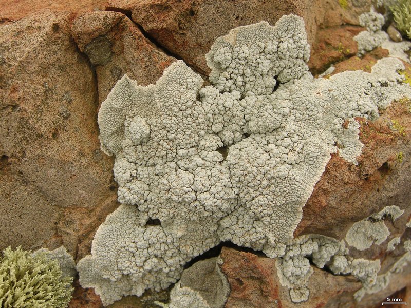 Lecanora subcarnea