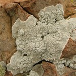 Lecanora subcarnea