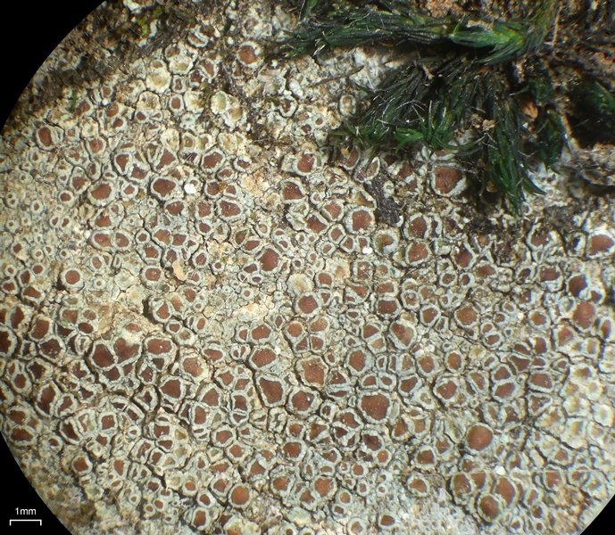 Lecanora subimmergens