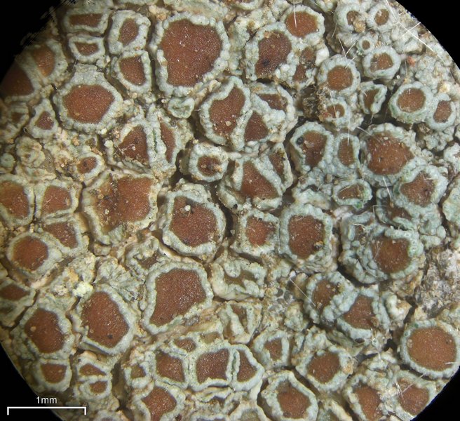 Lecanora subimmergens