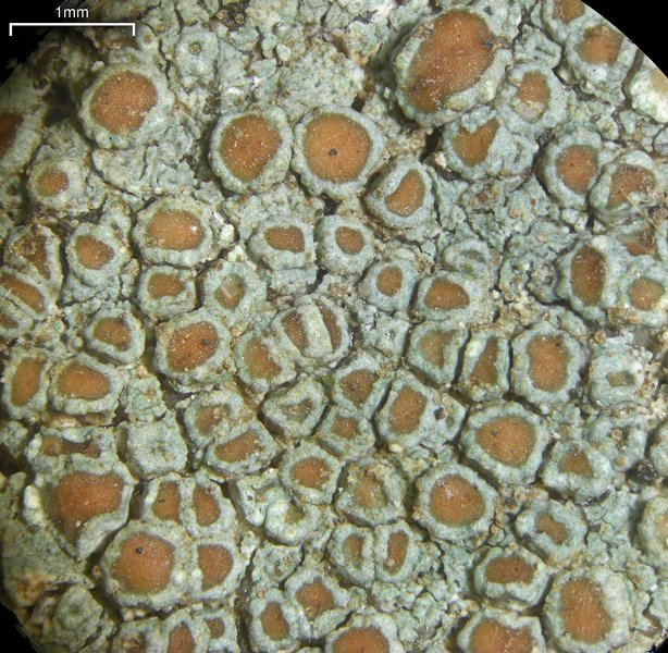 Lecanora subimmergens