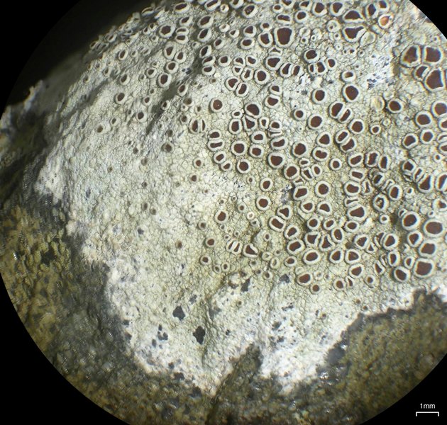 Lecanora subimmergens