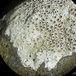 Lecanora subimmergens