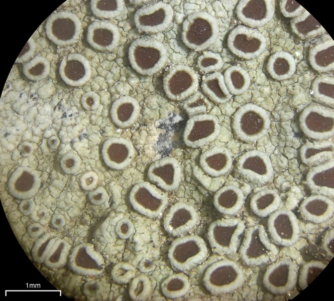 Lecanora subimmergens