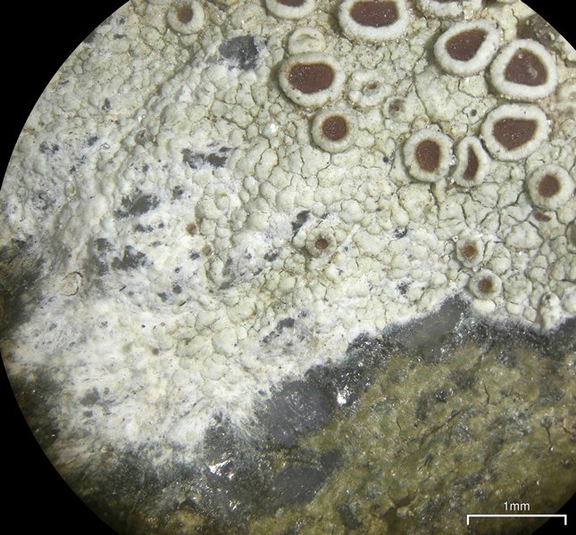 Lecanora subimmergens