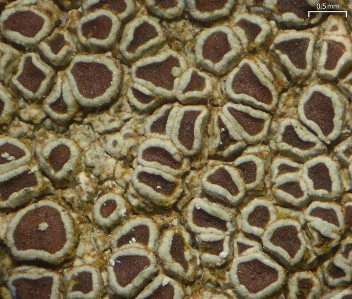 Lecanora subimmergens