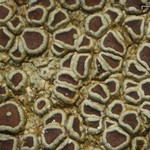 Lecanora subimmergens