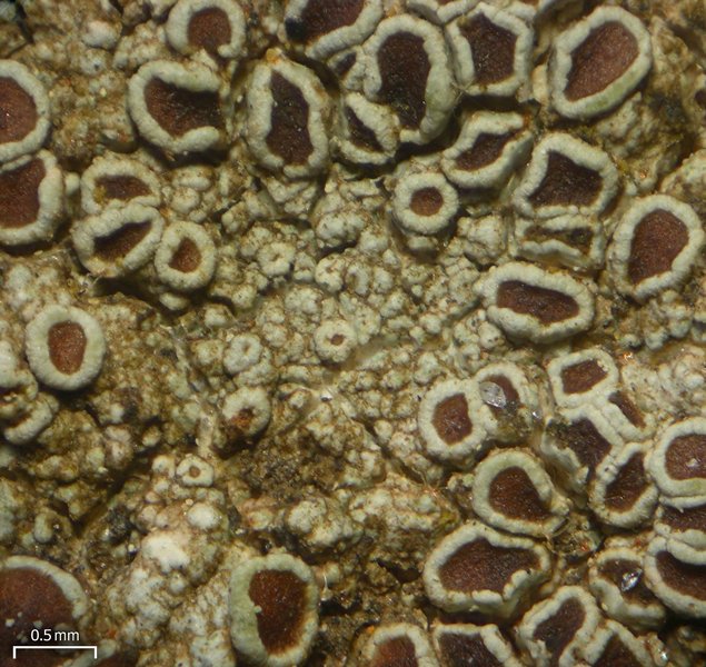 Lecanora subimmergens