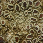 Lecanora subimmergens