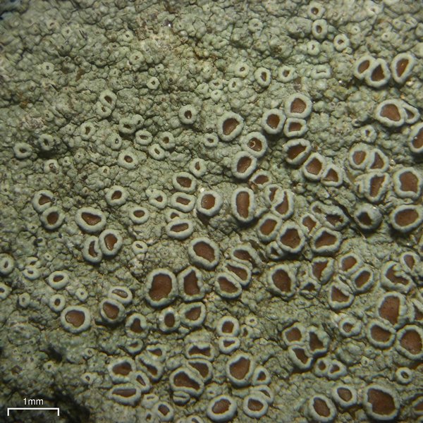 Lecanora subimmergens