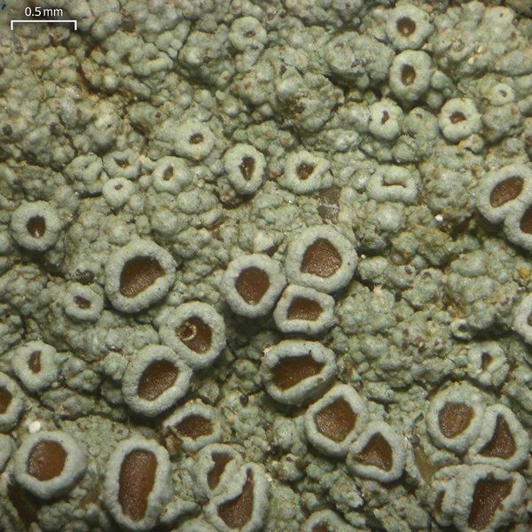 Lecanora subimmergens