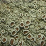 Lecanora subimmergens