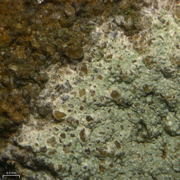 Lecanora subimmergens