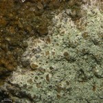 Lecanora subimmergens