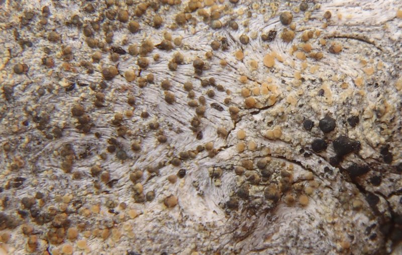 Lecanora subintricata