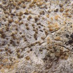 Lecanora subintricata