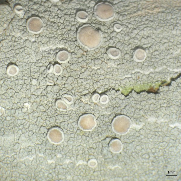 Lecanora subpallens