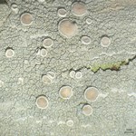 Lecanora subpallens