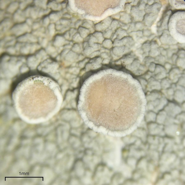 Lecanora subpallens