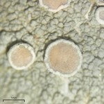 Lecanora subpallens