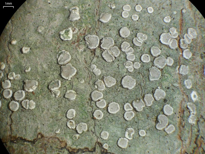 Lecanora subpallens