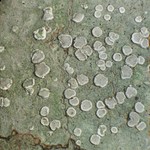 Lecanora subpallens