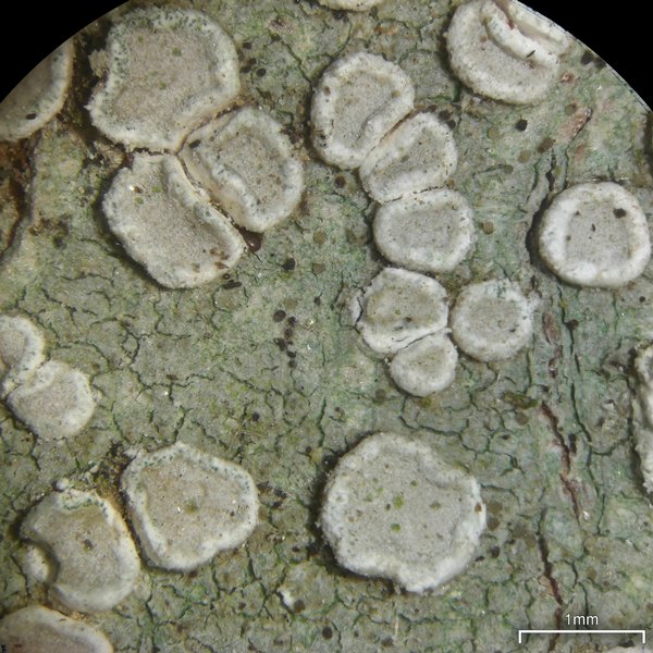 Lecanora subpallens