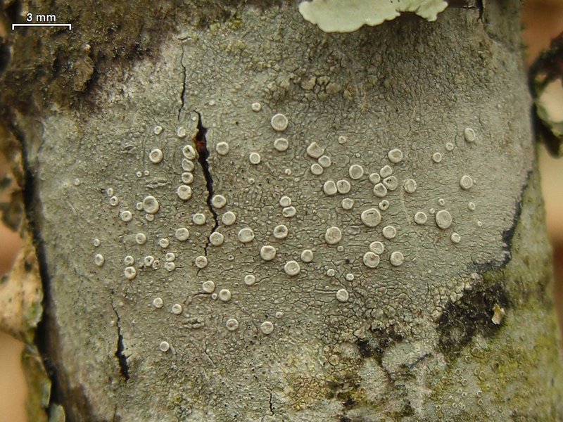 Lecanora subpallens