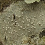 Lecanora subpallens
